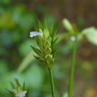 Rungia pectinata (L.) Nees